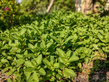 薄荷叶素材