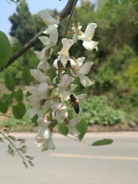 洋槐花