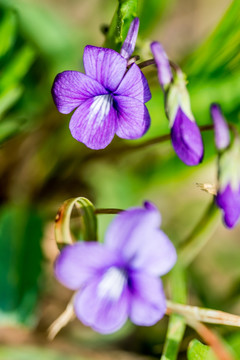 早开堇菜