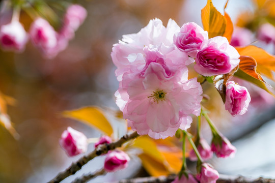 樱花
