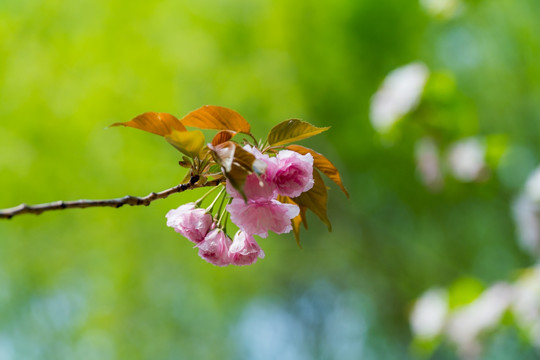 樱花