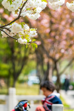 樱花