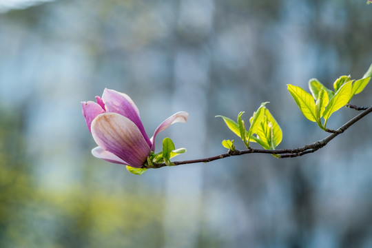 玉兰花