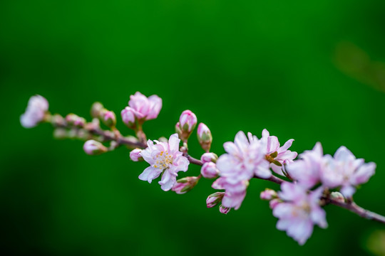 小粉花