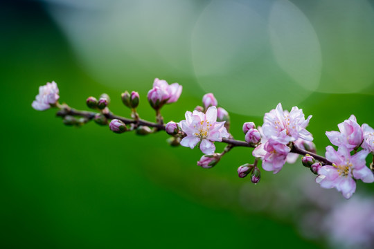 小粉花