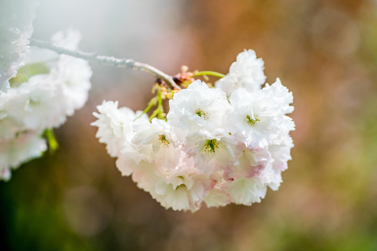 樱花