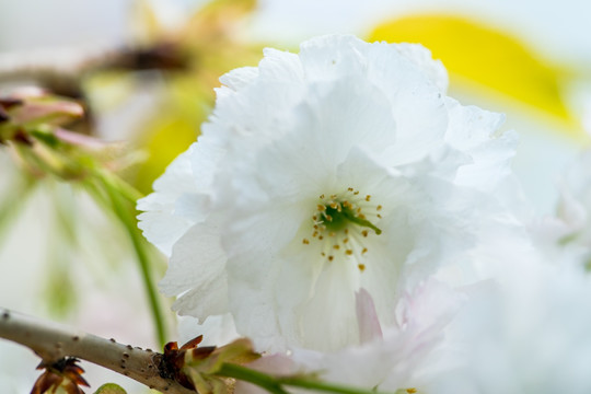 樱花