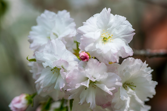 樱花