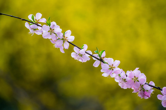 桃花