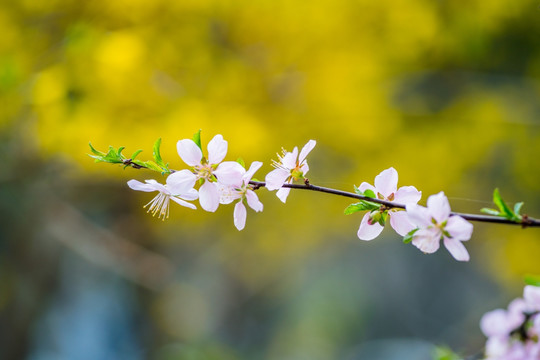 桃花