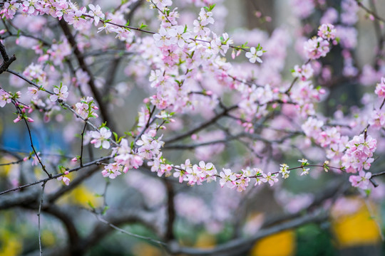 桃花