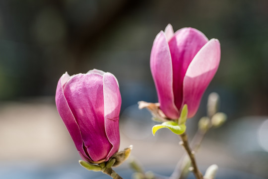 玉兰花