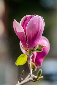 玉兰花