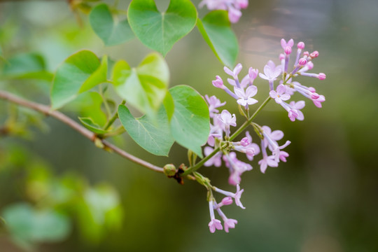 丁香花