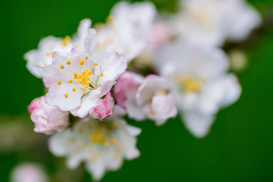 小白花