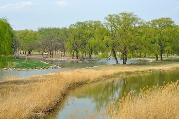 湿地