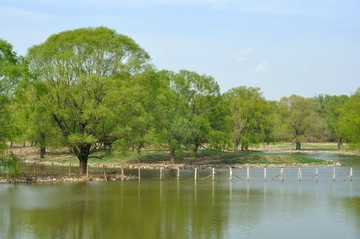 湿地