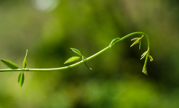 春天 发芽 嫩叶