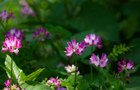 紫云英 苕籽花