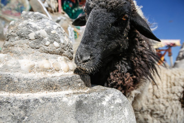 扎什伦布寺的黑山羊