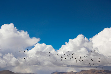 蓝天白云下的一群候鸟