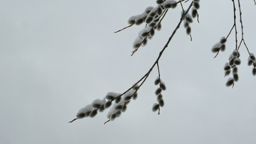 柳花带雪