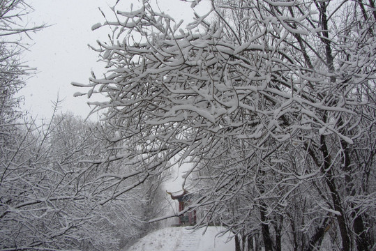 雪挂