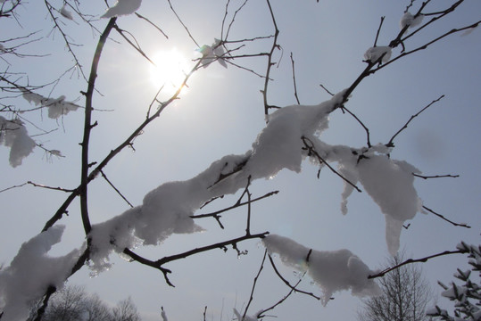 春天的雪挂