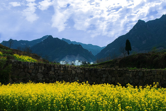 皖南山村油菜花开