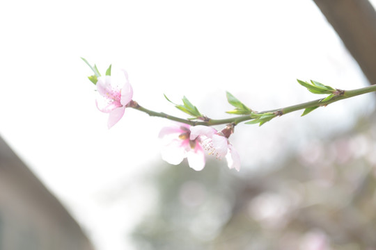 桃树 桃花 桃树枝 春天 花朵