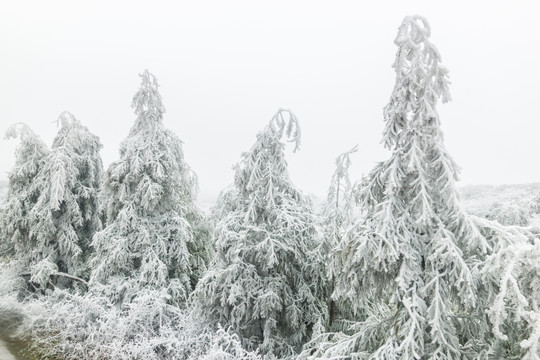 菌子山冰雪 雾凇