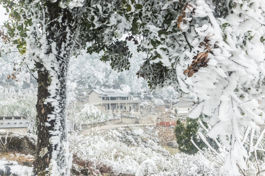 菌子山冰雪 雾凇