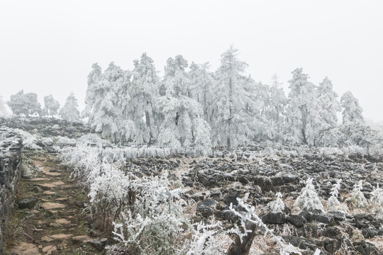菌子山冰雪 雾凇