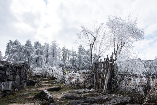 菌子山冰雪 雾凇
