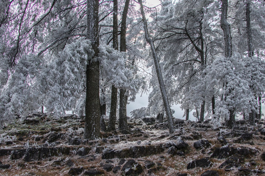 菌子山冰雪 雾凇