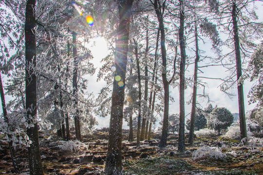 菌子山冰雪 雾凇