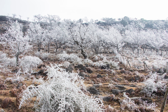 菌子山冰雪 雾凇