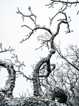 菌子山冰雪 雾凇