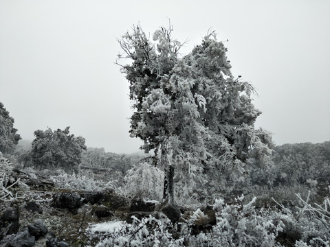 菌子山冰雪 雾凇