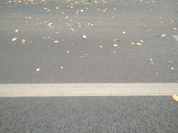 马路上的落叶