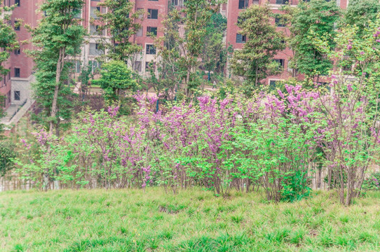樱花