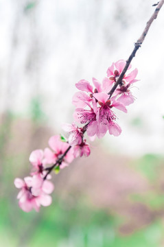 樱花