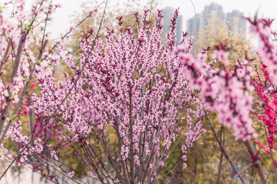 樱花