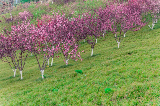 樱花