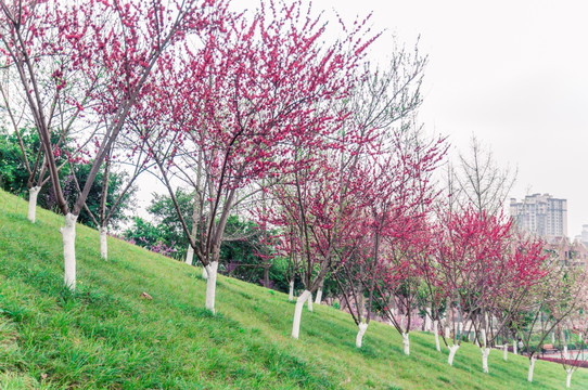 樱花