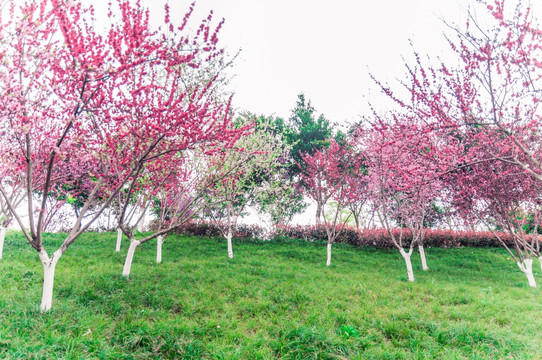樱花