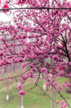 樱花