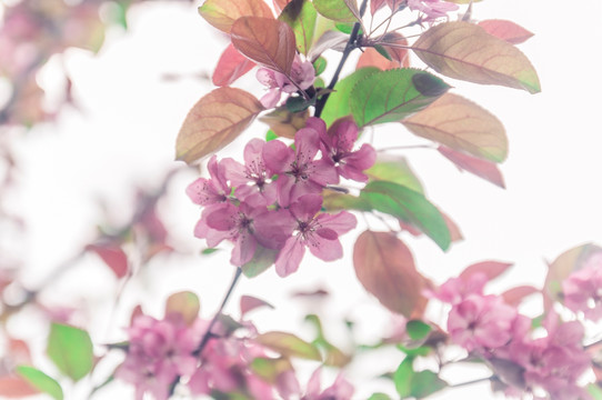 海棠花