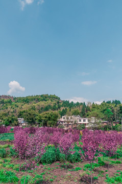 海棠花