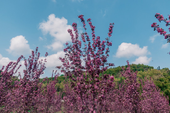 海棠花